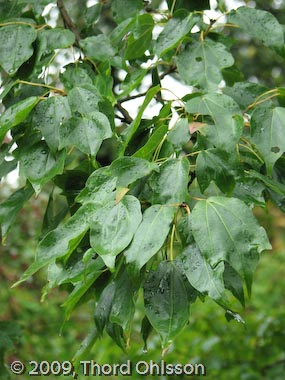 Acer buergerianum